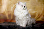 sitting British Longhair
