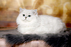 lying British Longhair