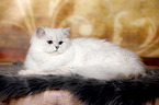 lying British Longhair