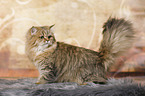 British Longhair