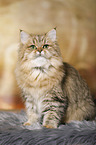 sitting British Longhair