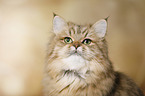 British Longhair portrait