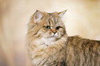 British Longhair portrait