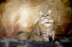 sitting British Longhair
