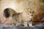 standing British Longhair