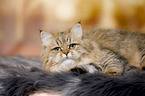 lying British Longhair