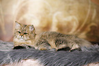 lying British Longhair