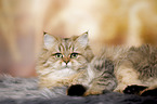 lying British Longhair
