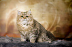 sitting British Longhair