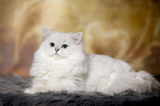 lying British Longhair