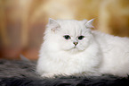 lying British Longhair