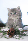 British Longhair Kitten