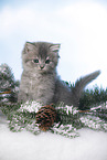 sitting British Longhair Kitten