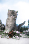 sitting British Longhair Kitten
