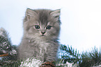 British Longhair Kitten portrait