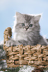 British Longhair Kitten in a basket