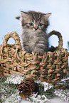 British Longhair Kitten in a basket