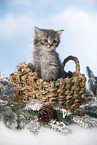 British Longhair Kitten in a basket