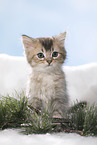 sitting British Longhair Kitten