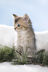 sitting British Longhair Kitten