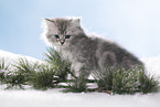 British Longhair Kitten