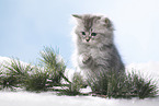 sitting British Longhair Kitten