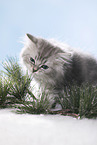 British Longhair Kitten