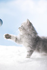 British Longhair Kitten
