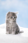 sitting British Longhair Kitten