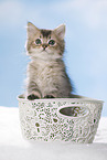 British Longhair Kitten in a basket