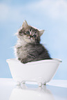 British Longhair Kitten in a bathtub