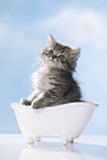British Longhair Kitten in a bathtub