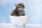 British Longhair Kitten in a bathtub
