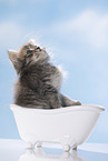 British Longhair Kitten in a bathtub
