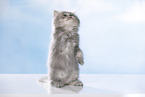 sitting British Longhair Kitten