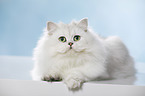 lying British Longhair