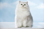 sitting British Longhair