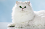 lying British Longhair