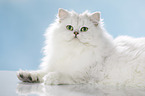 lying British Longhair