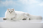 lying British Longhair