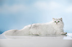 lying British Longhair