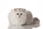 lying British Longhair