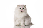 sitting British Longhair