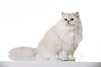 sitting British Longhair