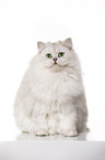 sitting British Longhair
