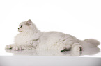 lying British Longhair