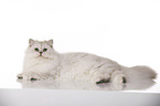 lying British Longhair