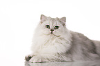 lying British Longhair