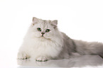 lying British Longhair