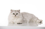 lying British Longhair